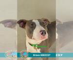 Small #1 American Pit Bull Terrier Mix