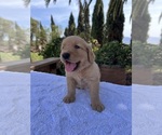 Small #4 Golden Retriever