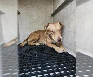 Mutt Dogs for adoption in San Antonio, TX, USA