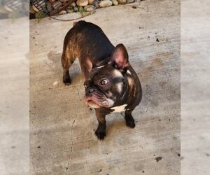 French Bulldog Dogs for adoption in Tracy, CA, USA