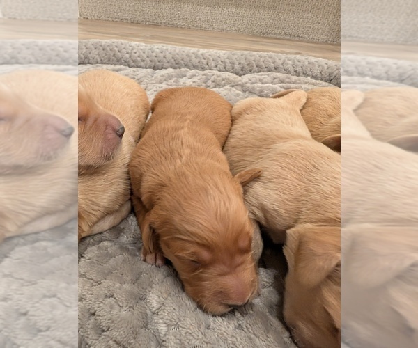 Medium Photo #8 English Cream Golden Retriever Puppy For Sale in SACRAMENTO, CA, USA