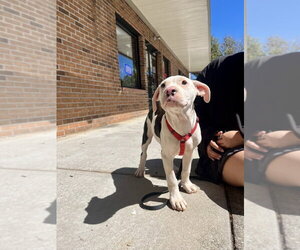 Joshua Tree - Male Mutt Dog for Adoption - Photo #4
