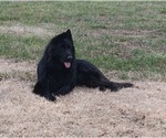 Small Photo #1 German Shepherd Dog Puppy For Sale in COUCH, MO, USA