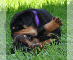 Small Photo #4 Rottweiler Puppy For Sale in LYONS, OR, USA