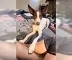 Small #1 Mutt