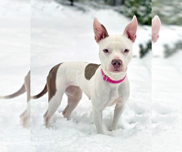 Medium Photo #1 Mutt Puppy For Sale in Westminster, MA, USA