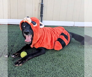 Kira - Female Mutt Dog for Adoption - Photo #14