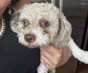 Father of the Maltipoo (Toy) puppies born on 10/06/2026