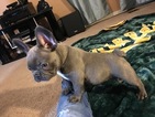Small Photo #11 French Bulldog Puppy For Sale in CROWS LANDING, CA, USA
