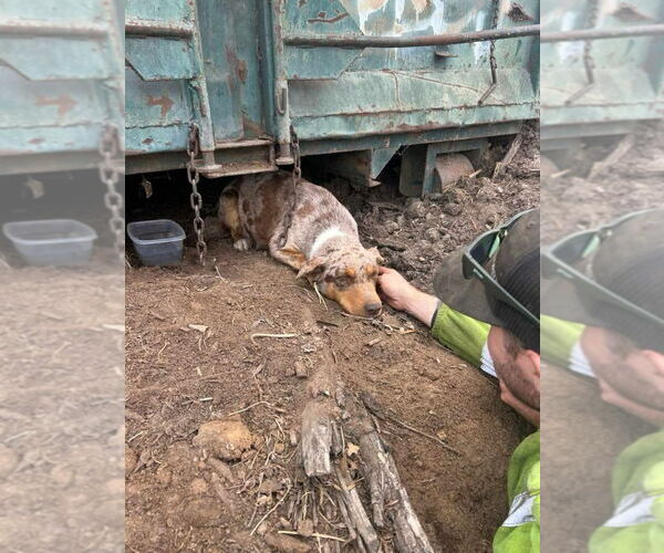 Medium Photo #2 Border-Aussie Puppy For Sale in Lake Forest, CA, USA