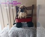 Small Photo #2 Frenchie Pug Puppy For Sale in TOPEKA, IN, USA