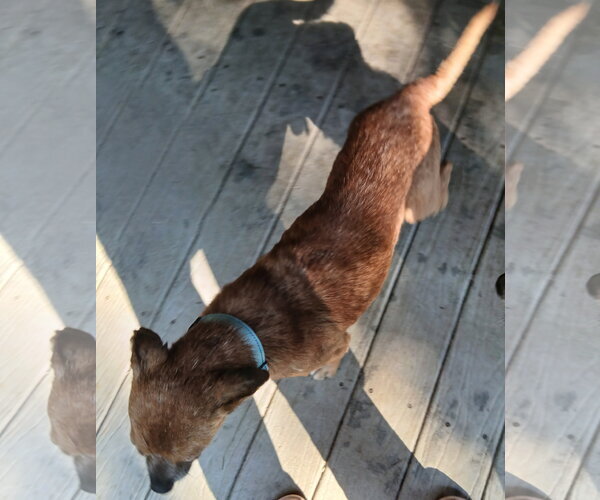 Medium Photo #3 Feist Terrier-Unknown Mix Puppy For Sale in Newfoundland, PA, USA