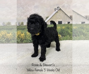 Goldendoodle Puppy for sale in DEWITT, VA, USA