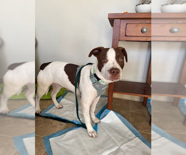 Medium Photo #2 Mutt Puppy For Sale in Santa Cruz, CA, USA