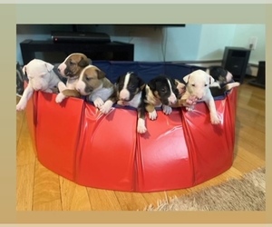 Bull Terrier Puppy for sale in STOCKHOLM, NJ, USA