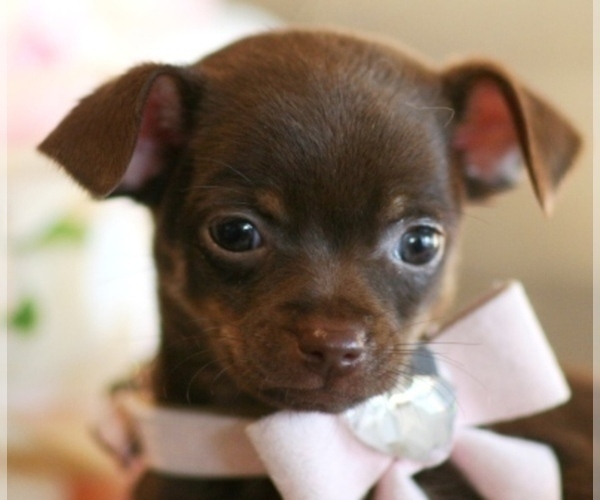 Medium Photo #10 Chihuahua Puppy For Sale in DACULA, GA, USA