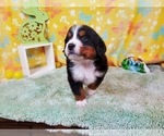 Small Photo #9 Bernese Mountain Dog Puppy For Sale in BLACK FOREST, CO, USA