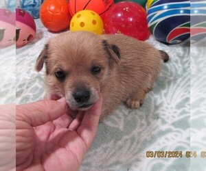 Chiweenie Puppy for Sale in RATTAN, Oklahoma USA