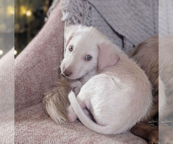 Medium Photo #9 Labrador Retriever-Unknown Mix Puppy For Sale in Fort Worth, TX, USA