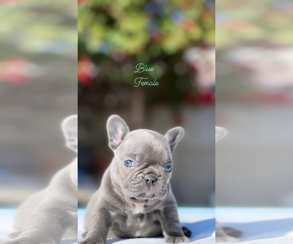 Full screen Photo #1 French Bulldog Puppy For Sale in LOS ANGELES, CA, USA