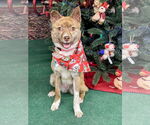 Small Photo #2 Australian Kelpie-Unknown Mix Puppy For Sale in Rockaway, NJ, USA
