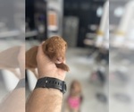Small #4 Doodle-Goldendoodle Mix