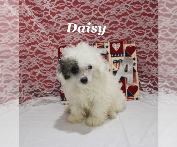 Medium Photo #23 Poodle (Toy) Puppy For Sale in CHANUTE, KS, USA