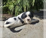 Small #4 Tibetan Terrier