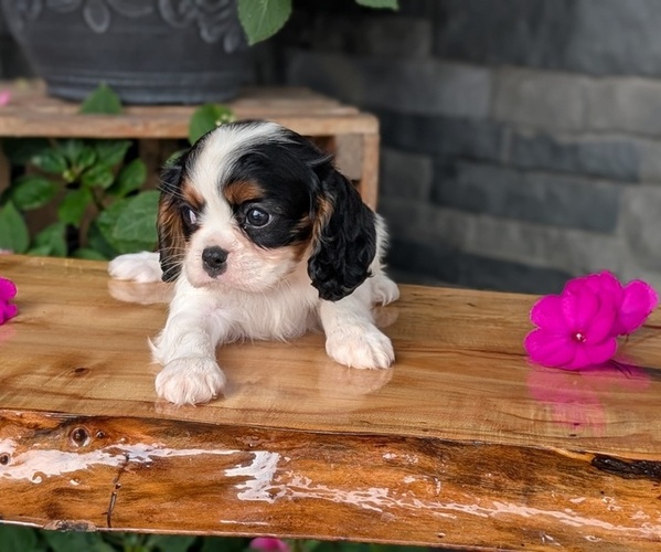 Medium Photo #7 Cavalier King Charles Spaniel Puppy For Sale in GOSHEN, IN, USA