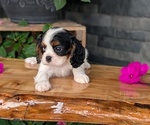 Small #6 Cavalier King Charles Spaniel