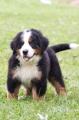 Bernese Mountain Dog Puppy for sale in PLYMOUTH, OH, USA