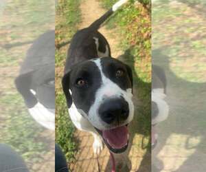 Mutt Dogs for adoption in Martinsburg, WV, USA