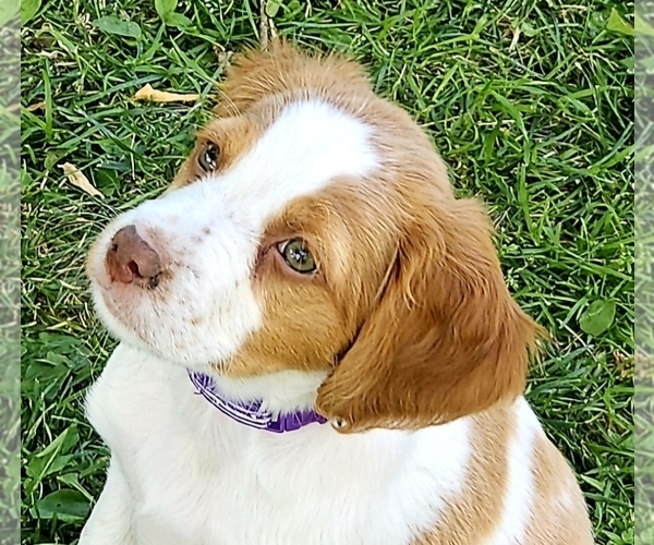 Medium Photo #2 Brittany Puppy For Sale in COLVILLE, WA, USA