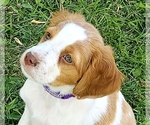 Small #1 Brittany