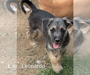 Mutt Dogs for adoption in San Bernardino, CA, USA