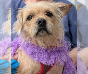 Freya - Shy Girl - Female Mutt Dog for Adoption - Photo #2