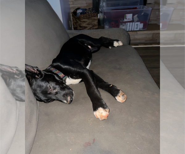 Medium Photo #4 Mutt Puppy For Sale in Holly Springs, NC, USA