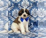 Small Photo #1 Saint Berdoodle Puppy For Sale in OXFORD, PA, USA