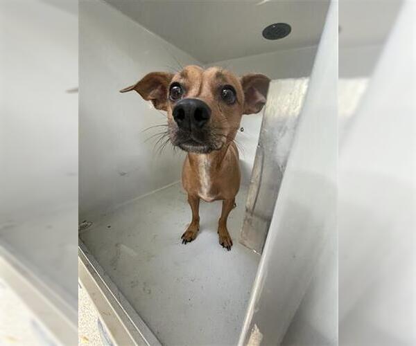 Medium Photo #1 Chiweenie Puppy For Sale in Houston, TX, USA