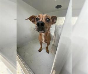 Chiweenie Dogs for adoption in Houston, TX, USA