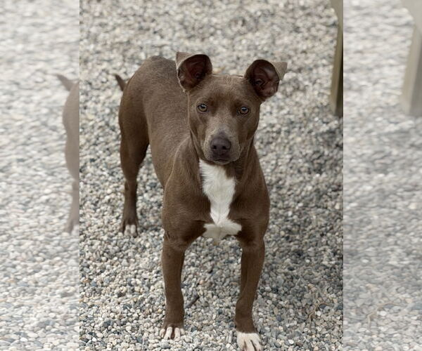 Medium Photo #2 Mutt Puppy For Sale in Jefferson, WI, USA