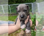 Small Photo #11 Great Dane Puppy For Sale in GREENVILLE, NC, USA