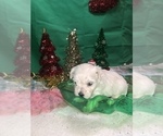 Small Photo #5 Maltese Puppy For Sale in LAKELAND, FL, USA