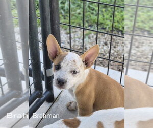 French Bulldog-Unknown Mix Dogs for adoption in Bolivar, MO, USA