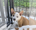 Brahman - Female French Bulldog-Unknown Mix Dog for Adoption - Small photo