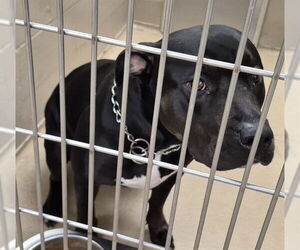 Rottweiler-Unknown Mix Dogs for adoption in Decatur, IL, USA