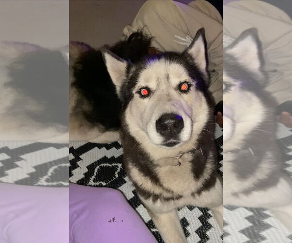 Medium Photo #3 Siberian Husky Puppy For Sale in Lighthouse Point, FL, USA