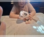 Small Photo #41 American Pit Bull Terrier Puppy For Sale in DANNEBROG, NE, USA