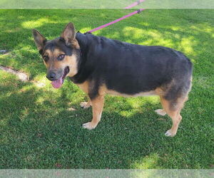 Guinness - Female Australian Shepherd-German Shepherd Dog Mix Dog for Adoption - Photo #3