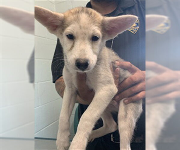 Medium Photo #1 Siberian Husky-Unknown Mix Puppy For Sale in Corpus Christi, TX, USA
